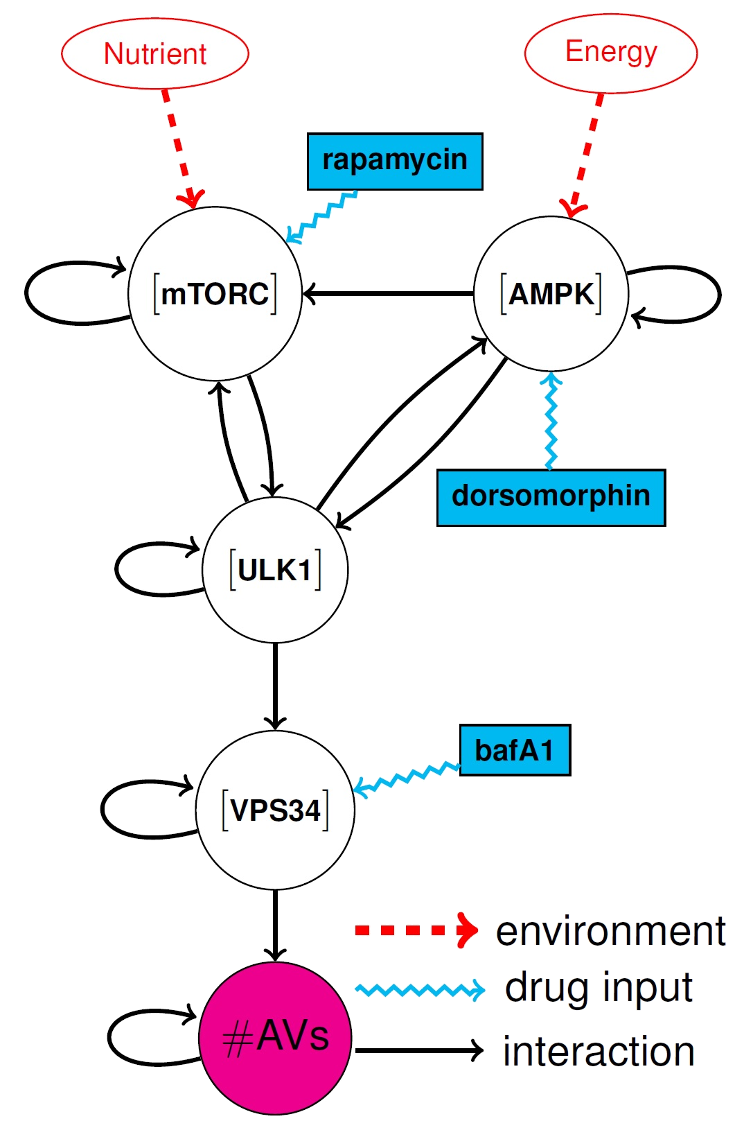 Autophagy